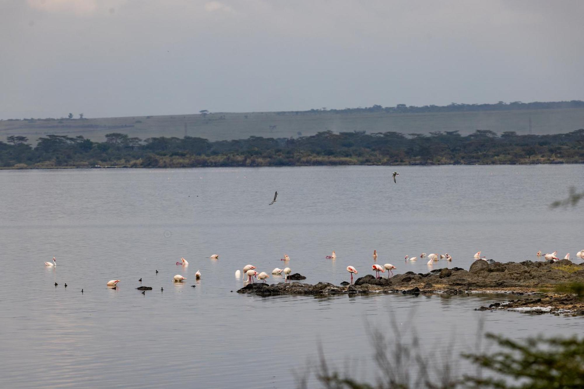 Sentrim Elementaita Lodge Elmenteita Buitenkant foto
